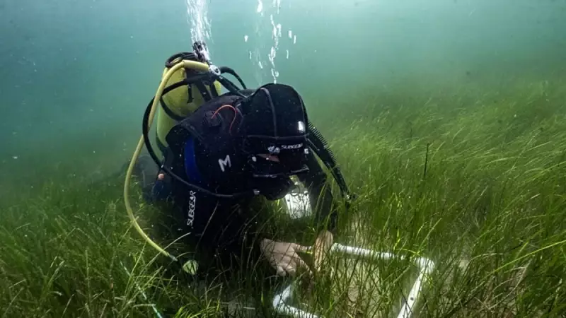 Marmara Denizi'ne Can Suyu: Pina Midyeleri ve Deniz Çayırları Müsilajla Mücadelede Devreye Giriyor!