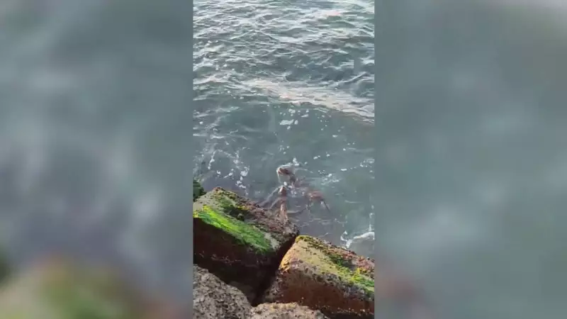 Marmara'nın Sularında Nesli Tükenmekte Olan Su Samuru Görüldü! İşte O İnanılmaz Görüntüler