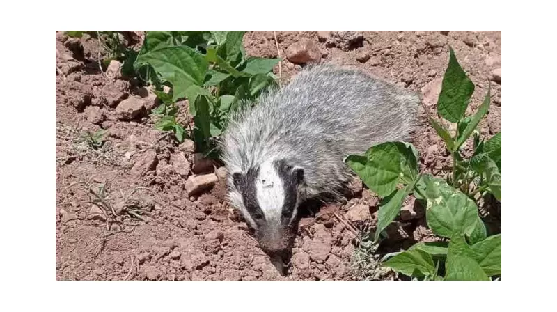 Nadir Görülen Bir Tür Daha Görüntülendi: Nesli Tükenme Tehlikesi Altındaki Bu Hayvan Görenleri Şaşırttı!