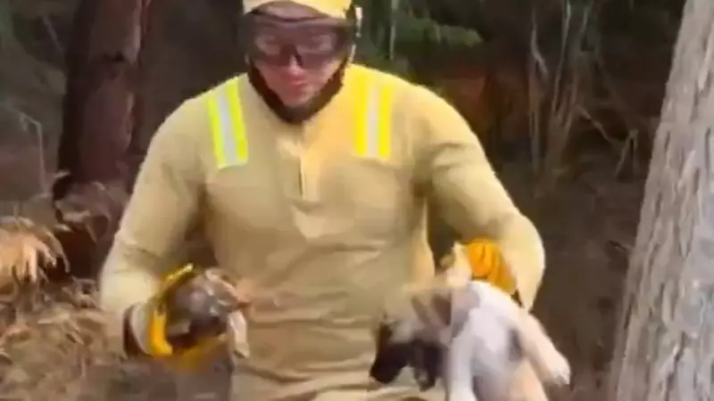 İnanılmaz Kurtarma Hikayesi: Köpek Yavrusu ve Kaplumbağa Nasıl Hayata Döndü?