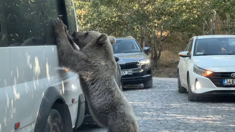 Nemrut'ta İnanılmaz Kurtuluş! Beslediği Ayı Aniden Saldırdı, Son Anda Kendini Zor Kurtardı