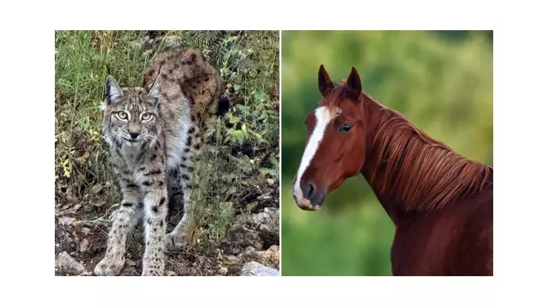 Şok Eden Duyuru: Hayvanat Bahçesi Yırtıcıları Beslemek İçin Evcil Hayvan Bağışı İstedi!
