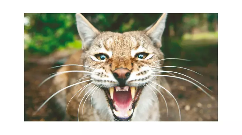 Şok Eden Uygulama: Evcil Hayvanlar Yırtıcılara Yem Olacak!