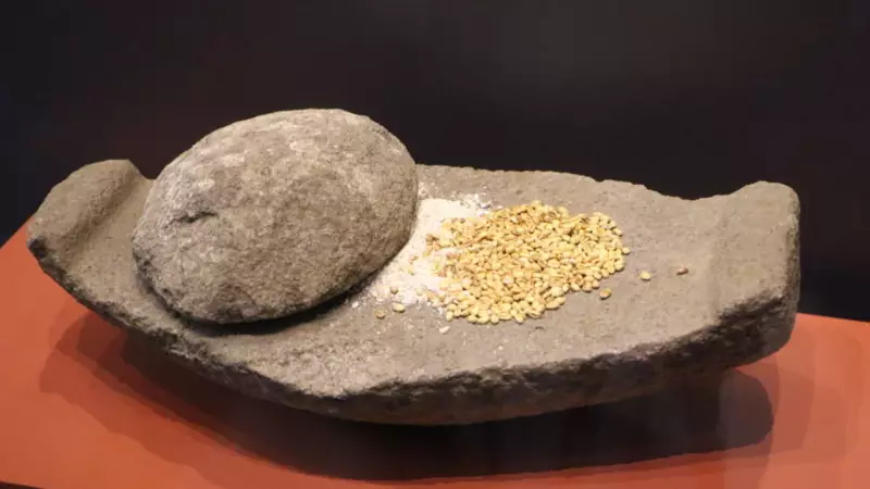 Oymağaç Höyüğü'nde Tarihe Işık Tutan Keşif: 3 Bin Yıllık Fındık Kabuğu Bulundu!