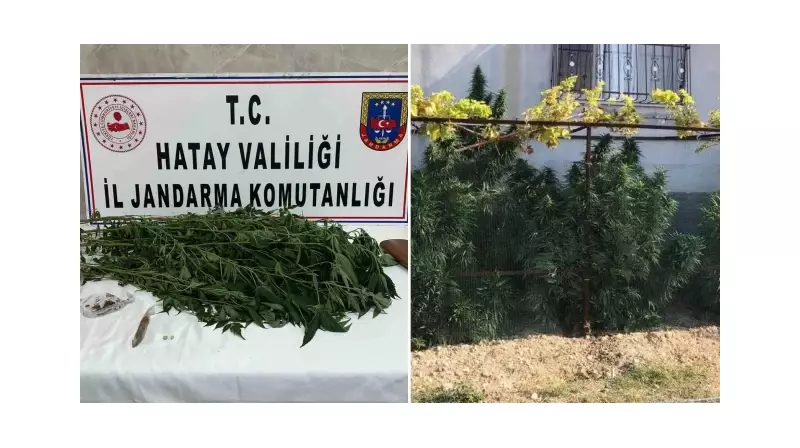 Payas'ta Bahçesinde Hint Keneviri Yetiştiren Kişi Jandarmaya Yakalandı!