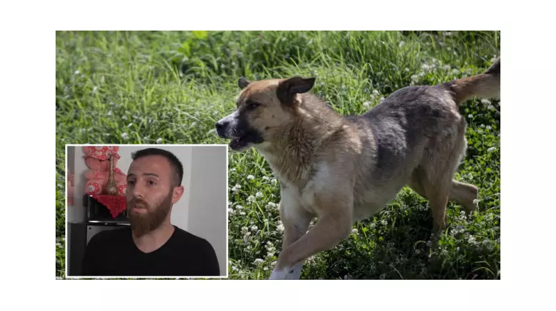 Rize'de 5 Yaşındaki Çocuk, Babasının Gözü Önünde Sahipsiz Köpeklerin Saldırısına Uğradı!