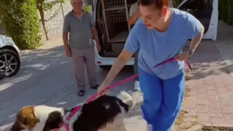 Sahibinin Mezarından Ayrılmayan Köpek, Ceylan Ertem'in Kalbini Fethetti!