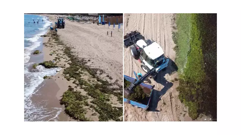 Sahilleri Yeşil Örtü Bastı! Rüzgarın Getirdiği İnanılmaz Manzara