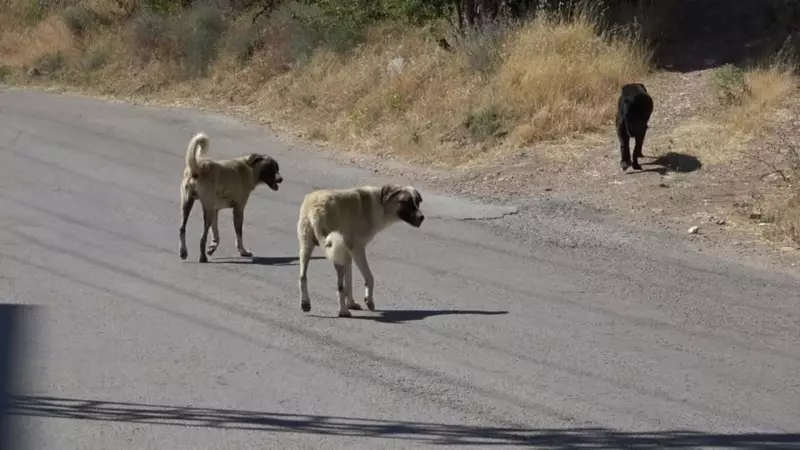 Sahipsiz Köpek Sürüsünden Kaçan Genç, Trajik Sonla Tanıştı: 4 Gün Sonra Hayatını Kaybetti!