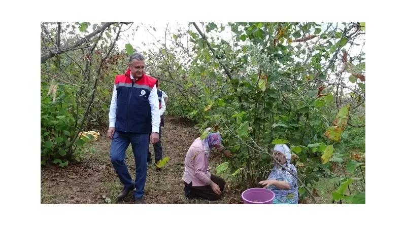 Samsun'da Fındık Bereketi: 91 Bin 500 Ton Rekolte Beklentisiyle Çiftçilerin Yüzü Gülecek!