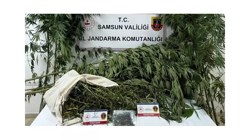 Samsun'da Jandarma Operasyonu: Kenevir ve Esrar Ele Geçirildi!