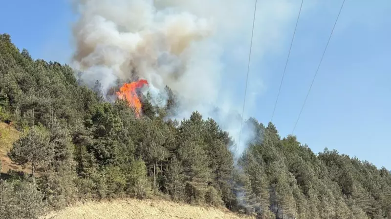 Sinop'ta Orman Yangını: Alevler Dikmen'i Tehdit Ediyor!