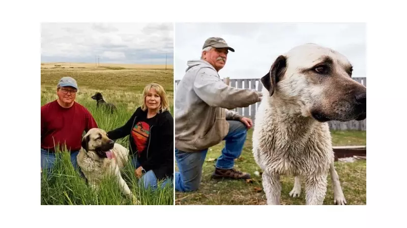Sivas'tan Dünyaya Açılan Kapı: Kangal Köpekleri Artık Amerikan Topraklarını Koruyacak!