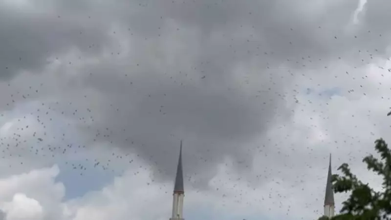 Sonbaharın Müjdecileri: Leylekler Gökyüzünü Süslüyor!