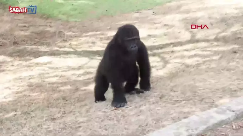 İstanbul Havalimanı'nda Duygu Yüklü Anlar: Nijerya Uçağında Yavru Goril Zeytin Yakalandı!