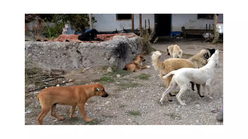İstanbul'da Sokak Köpeği Krizi: Valilikten 'Acil Toplanma' Emri Geldi!