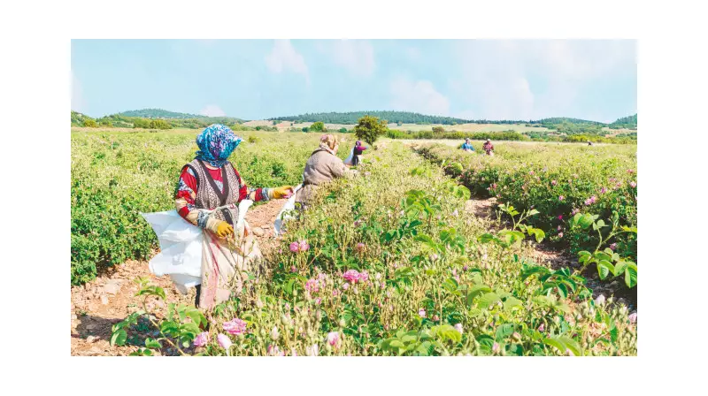 Tarımda Devrim: Akıllı Teknolojiler Tarlaları Dönüştürüyor!