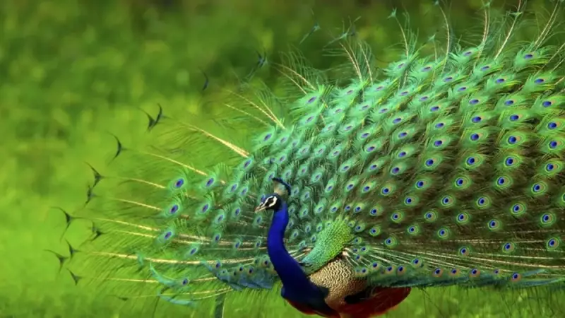 Tavus Kuşlarının Göz Alıcı Tüylerinde Lazer Teknolojisi Keşfedildi!