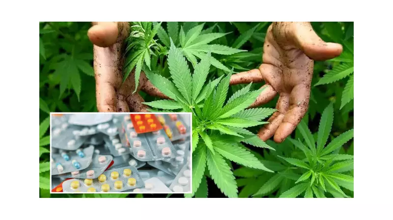 Tıbbi Kenevir Hangi Hastalıklara Şifa Olacak? Bakan Koca Açıkladı!