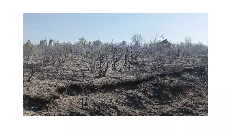 Tekirdağ'da Makilik Alanda Çıkan Yangın: 50 Dönüm Küle Döndü!