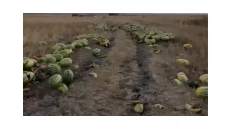 Tekirdağ'da İnanılmaz Manzara: Karpuzlar Yola Saçıldı, Sürücüler Şaşkın!