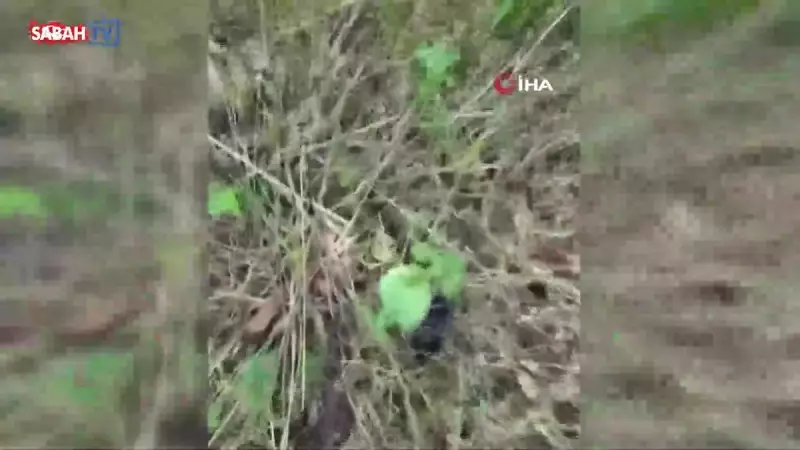 Trabzon'da Drakula'nın Kabusu: 4.100 Dekar Fındık Bahçeleri Yok Oldu!