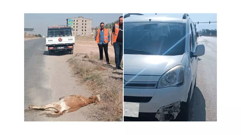 Trafik Canavarı Yine İş Başında: Kamyonet Çarptığı Buzdanın Hayatını Kaybetti!