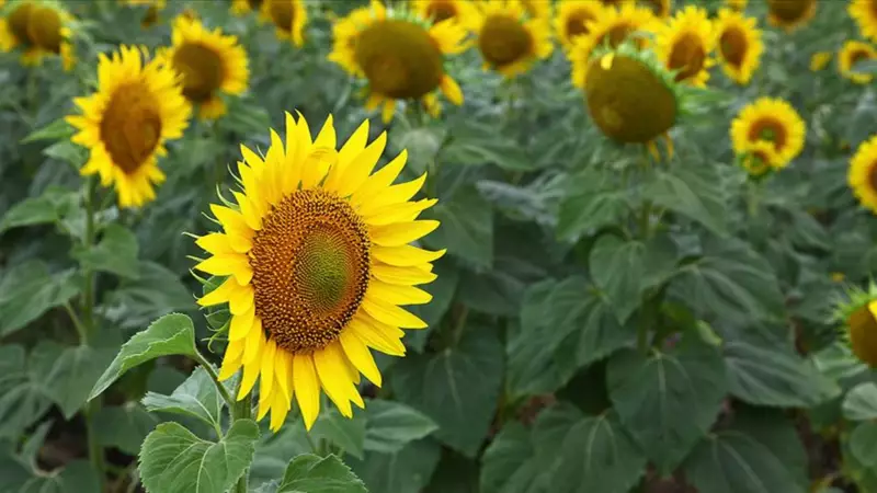 Trakya Birliği Ayçiçeği Fiyatlarını Açıkladı: Çiftçilerin Beklentisi Karşılandı mı?