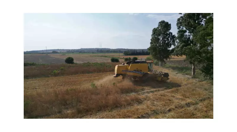 Türkiye'nin Maydanoz Tohumu İhtiyacının %75'i Bu İlçede Karşılanıyor: Bereketli Hasat Başladı!