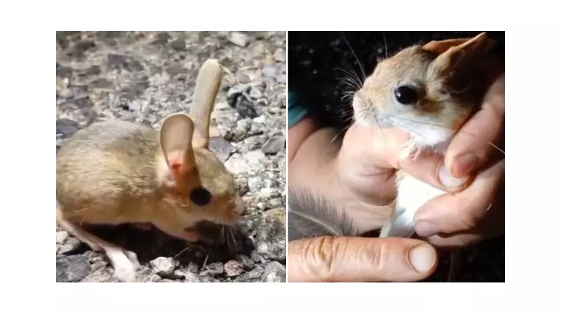 Tunceli'de Görülen Arap Tavşanı Kırmızı Listede! İşte Şaşırtan Detaylar