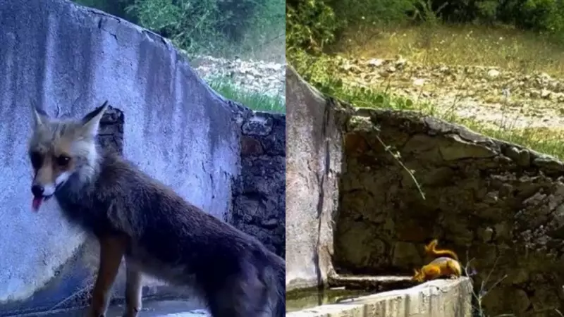 Uludağ'da Doğanın Şaşırtan Dostluğu: Sincap ve Tilki Aynı Çeşmeden Su İçerken Görüntülendi!