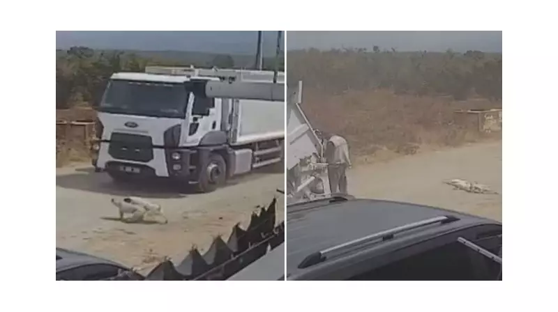 Vahşet! Sokak Köpeğini Ezerek Öldürüp Çöp Kamyonuna Attılar - İnsanlık Ayaklar Altında