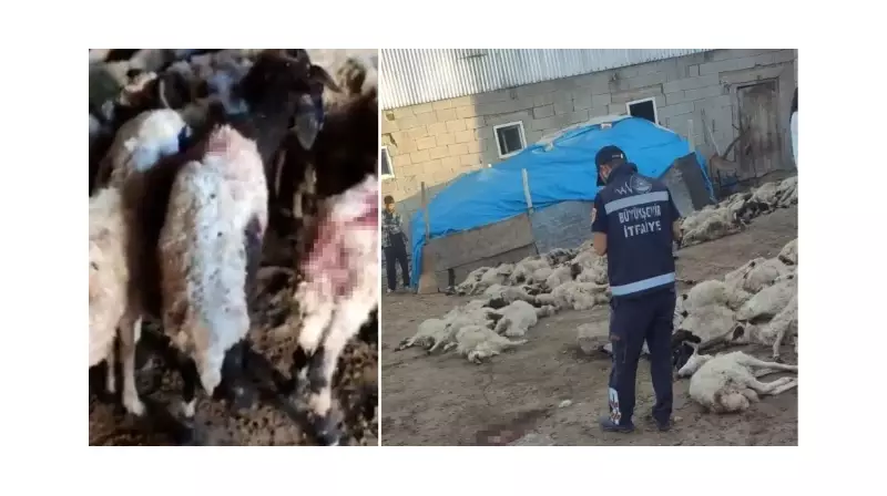 Van'da Korkunç Kurt Saldırısı! 111 Koyun Telef Oldu - Çobanlar Yaslı