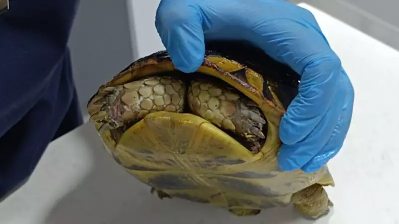 Yangından Kurtarılan Kaplumbağa Travma Geçiriyor: Kabuğundan Çıkmıyor!