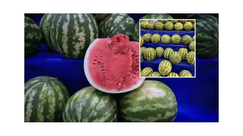 Yapay Zeka Artık Karpuz Seçiyor! Pazardaki Yeni Teknoloji Şaşırtıyor