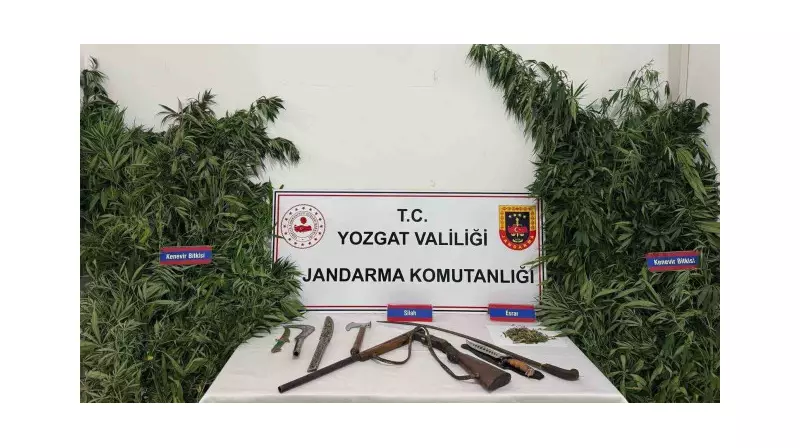 Yozgat'ta Dev Operasyon: 243 Kök Kenevir Ele Geçirildi!