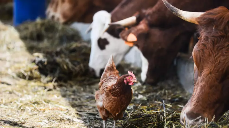 Yumurta Üretimi Düşerken Süt ve Tavuk Eti Rekor Kırdı: İşte Detaylar!