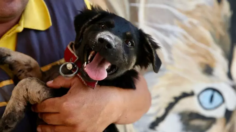 Ziftte Sıkışan Köpek Yavrusu, Uzman Ellerle Hayata Tutundu!