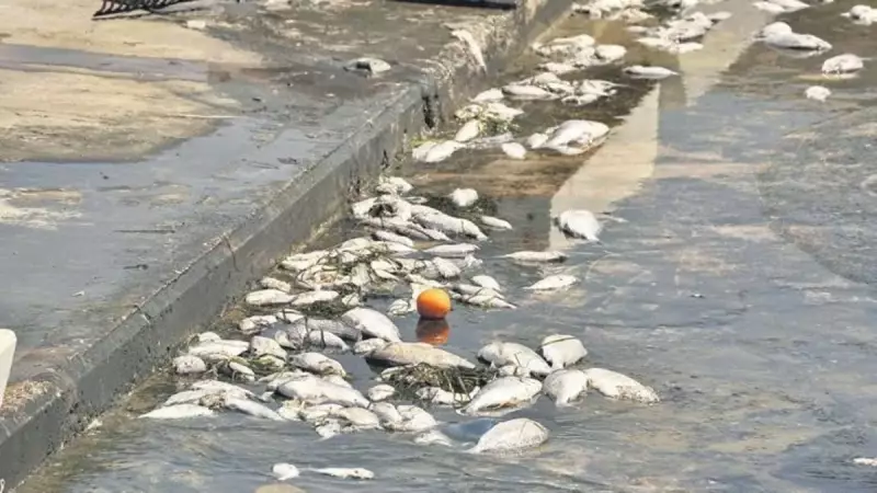 İzmir Körfezi'nde Hüzünlü Tablo: Balık Ölümleri Yeniden Başladı!