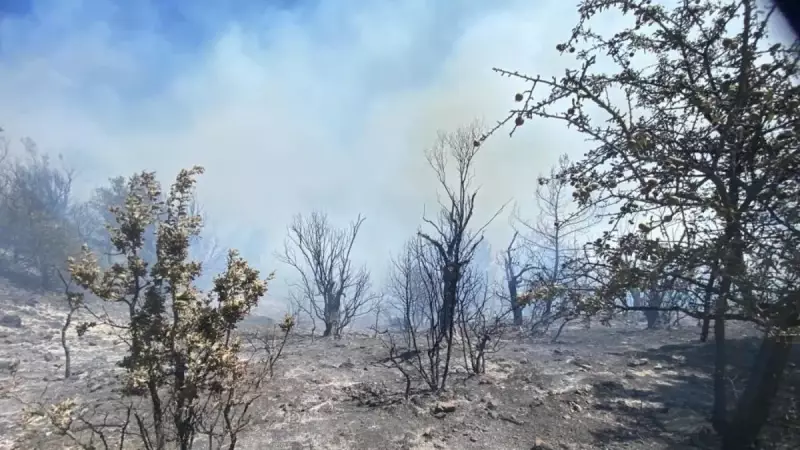 İzmir'de Orman Yangını: Alevler Gökyüzünü Kızıla Boyadı! Havadan ve Karadan Seferberlik
