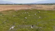 Afrika'dan Erzincan'a Uzanan Leyleklerin İnanılmaz Göç Hikayesi!