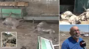 Ankara'da Sel Felaketi: Çiftlik Vuruldu, 25 Küçükbaş Hayvan Telef Oldu!