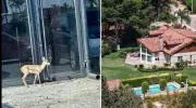 Antalya'da Villa Bahçesinden Sıra Dışı Kaçış! İş Adamının Ceylanı Sırra Kadem Bastı