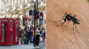 Chikungunya Virüsü Alarmı: İngiltere'de Sivrisinek Kaynaklı Hastalık Patlaması!