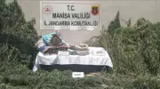 Gördes'te Jandarma Kenevir Operasyonu: 2 Gözaltı ve 1,5 Ton Ele Geçirildi!