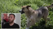 Rize'de 5 Yaşındaki Çocuk, Babasının Gözü Önünde Sahipsiz Köpeklerin Saldırısına Uğradı!