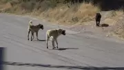 Sahipsiz Köpek Sürüsünden Kaçan Genç, Trajik Sonla Tanıştı: 4 Gün Sonra Hayatını Kaybetti!