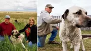 Sivas'tan Dünyaya Açılan Kapı: Kangal Köpekleri Artık Amerikan Topraklarını Koruyacak!