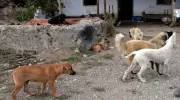 İstanbul'da Sokak Köpeği Krizi: Valilikten 'Acil Toplanma' Emri Geldi!