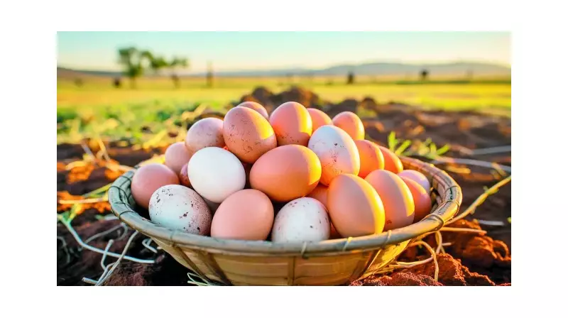 ABD'ye Yumurta İhracatında Dev Sıçrama: Yüzde 406'luk Artışla Rekor Kırıldı!